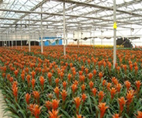 PC板日光温室受欢迎的原因