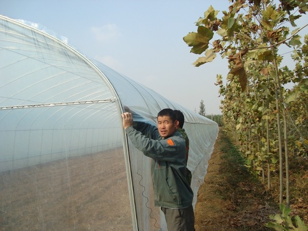 圆形拱棚和日光温室的区别