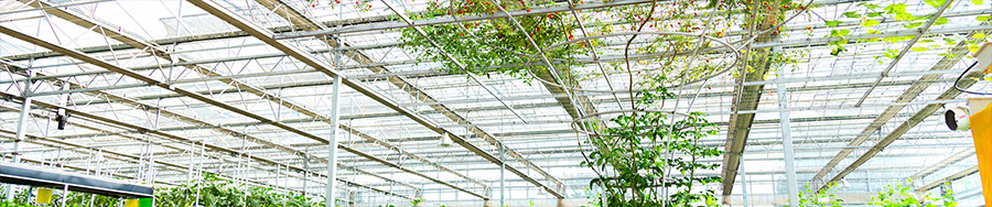 邹城市不朽情缘官网登录入口智智能温室技术有限公司